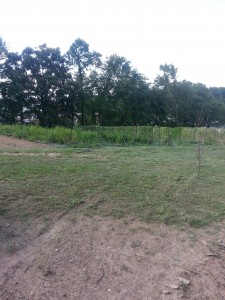 Looking over towards the garden.  Much of the crops are done for the summer.  Fall crops will be planted soon.
