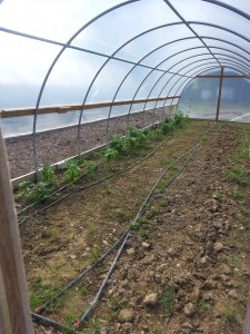 High Tunnels allow planting to begin in March.  They are using a drip irrigation system in the high tunnels.