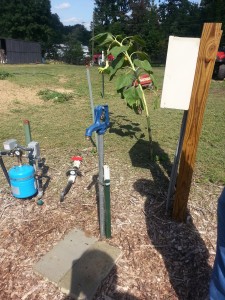 The community garden's unique water system.  