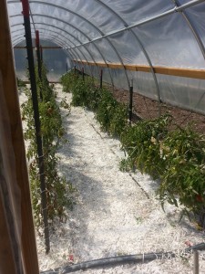 That white stuff between the rows is shredded paper -- keeps the weeds down.   