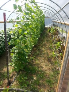 The end of the bean crop in one of the "high tunnels"