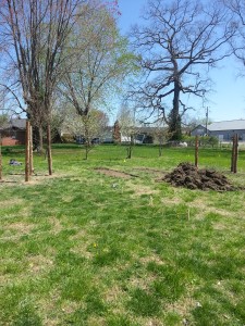Poles for 2 grape arbors, garden beds laid out and some ready for planting!