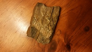 plant fossil from near Juniata River, Newport, PA
